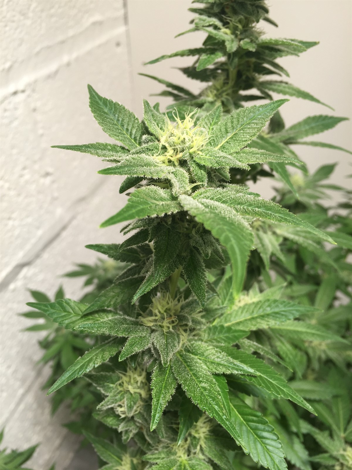 King Weedy Cannabis • Pictures