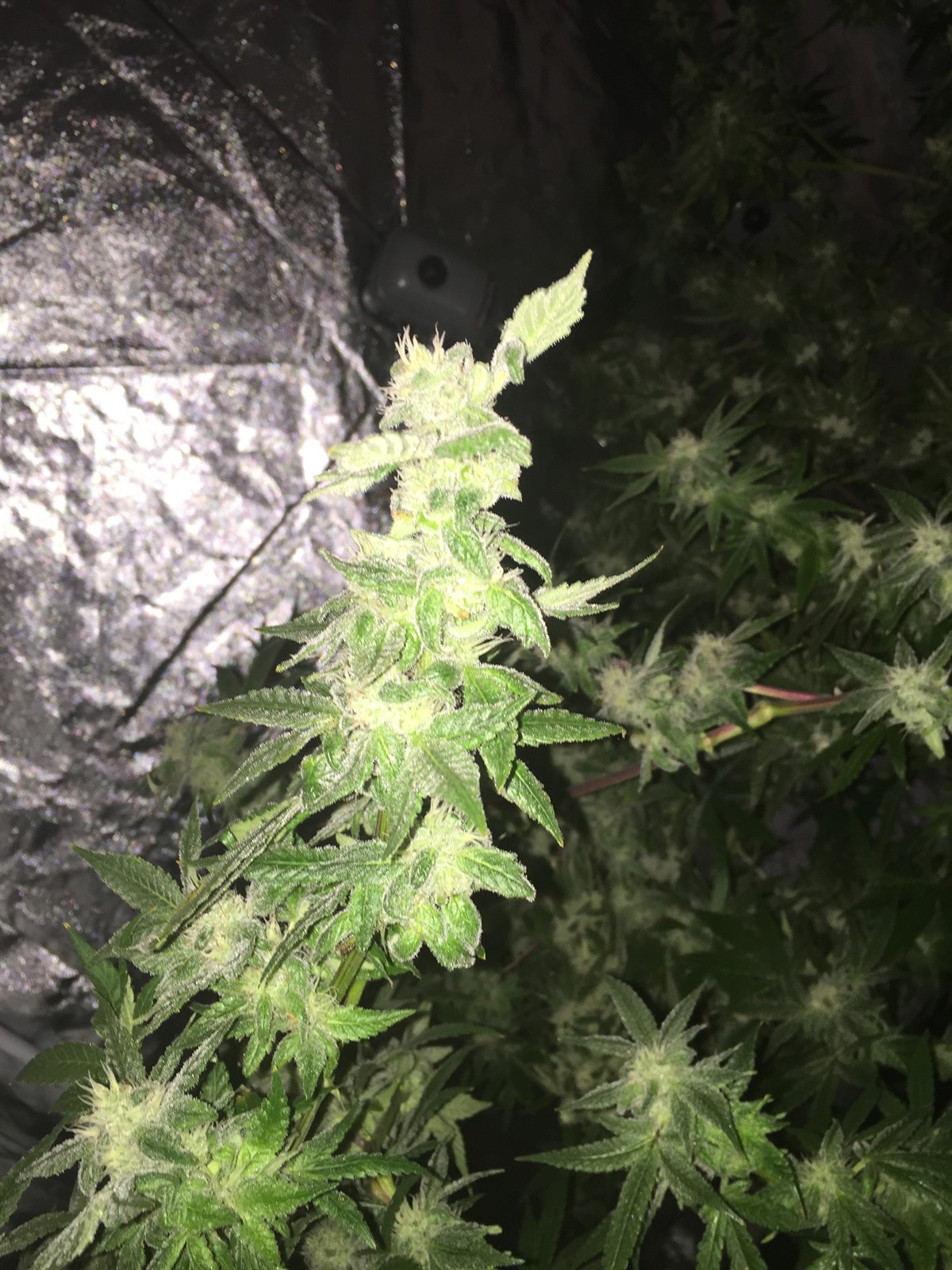 King Weedy Cannabis • Pictures