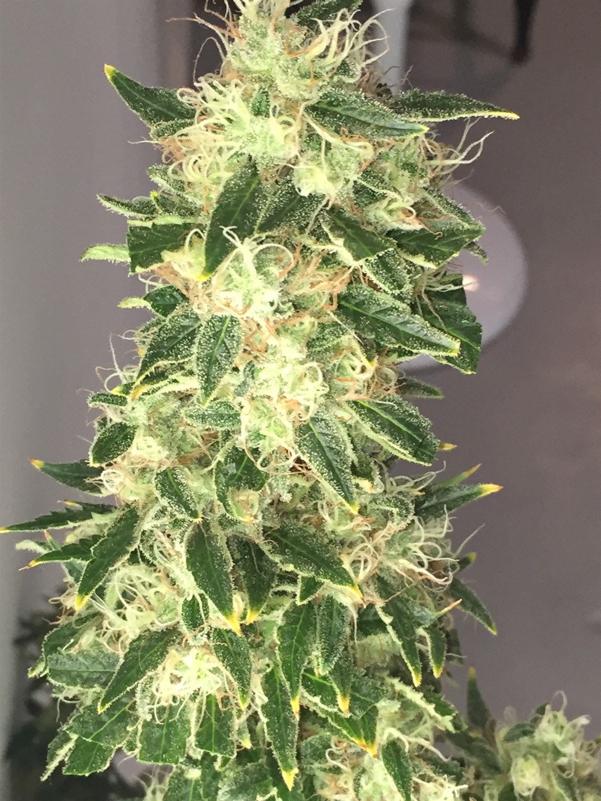 King Weedy Cannabis • Pictures