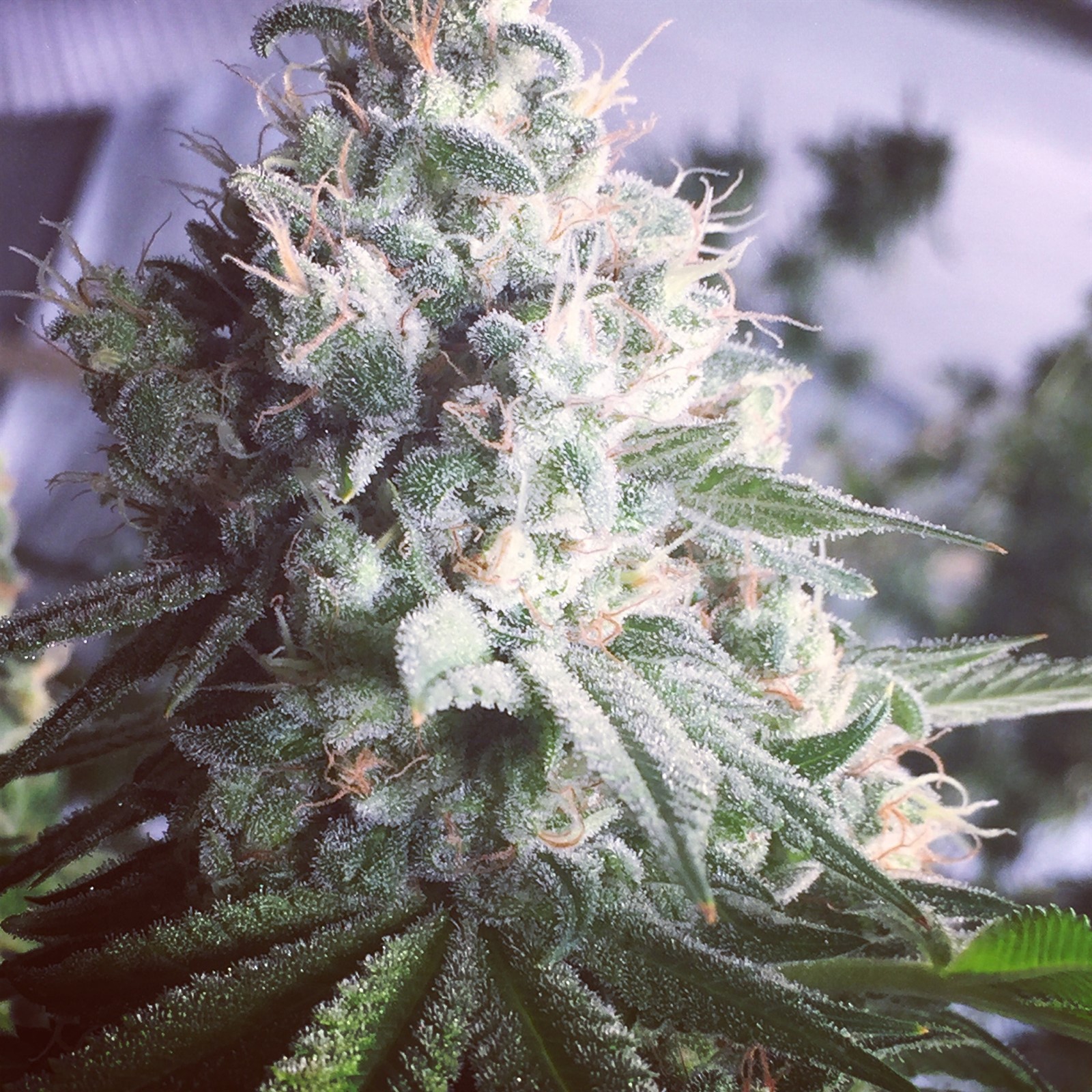 King Weedy Cannabis • Pictures